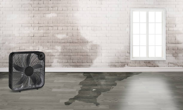 Best Water damage contractors near me  in Bismarck, MO